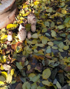 Гриб из Воронежская обл