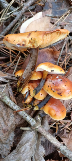 Гриб из Киев