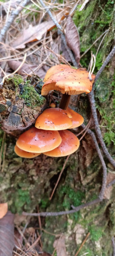 Гриб из Киев