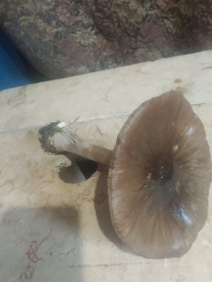 Гриб из Кривой рог