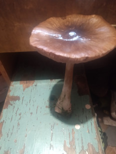 Гриб из Кривой рог