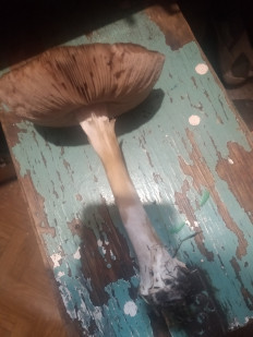 Гриб из Кривой рог