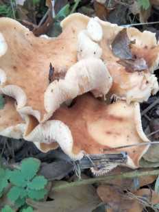 Гриб из Киев