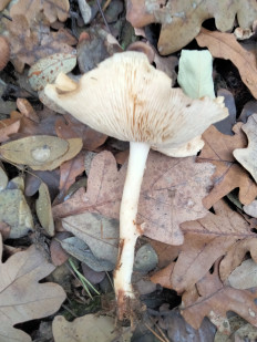 Гриб из Киев