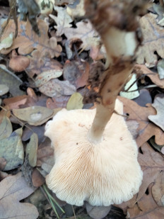 Гриб из Киев