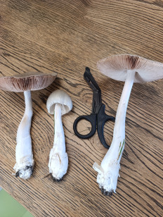 Гриб из Ростов на Дону