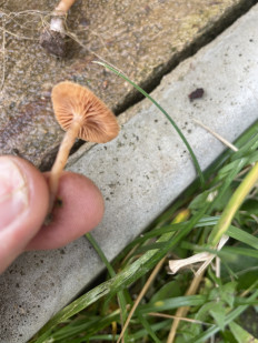 Гриб из Лобня