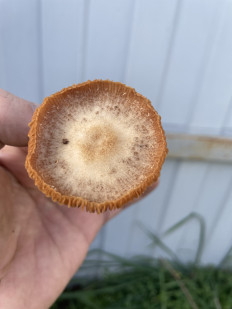 Гриб из Лобня