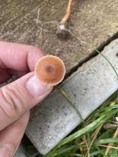 Гриб из Лобня