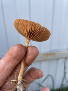 Гриб из Лобня