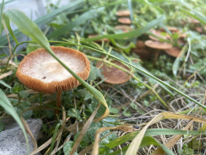 Гриб из Лобня