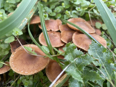 Гриб из Лобня