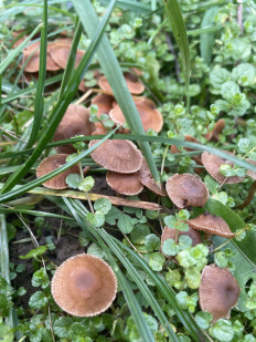 Гриб из Лобня