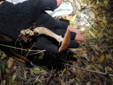 Гриб из Гайворон