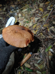 Гриб из Гайворон