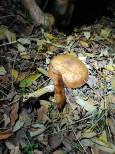 Гриб из Гайворон