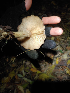 Гриб из Гайворон