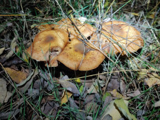 Гриб из Гайворон