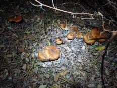 Гриб из Гайворон