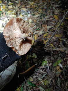 Гриб из Гайворон