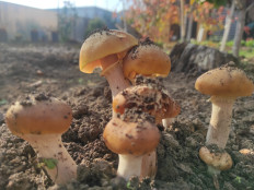 Гриб из Ст. Северская