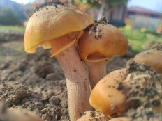 Гриб из Ст. Северская