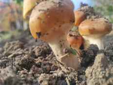 Гриб из Ст. Северская