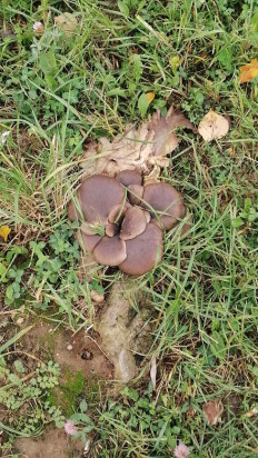 Гриб из москва