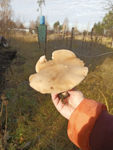 Гриб из Воронеж