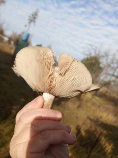 Гриб из Воронеж