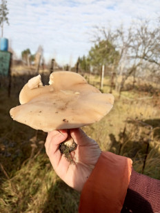 Гриб из Воронеж