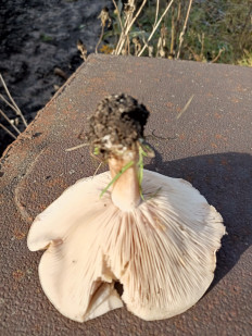 Гриб из Воронеж