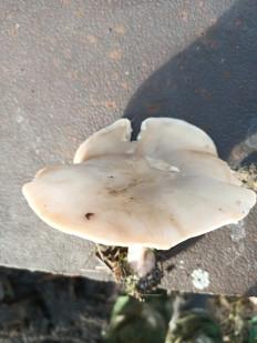 Гриб из Воронеж