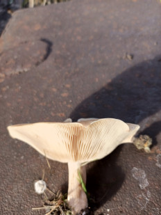 Гриб из Воронеж