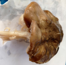 Гриб из Саки