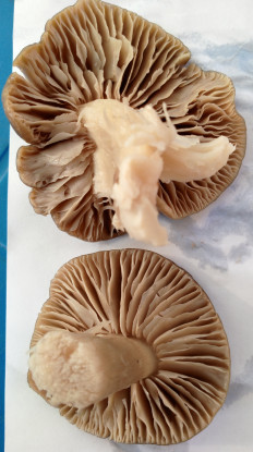 Гриб из Саки