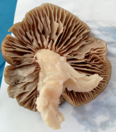 Гриб из Саки