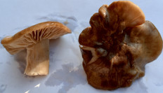 Гриб из Саки