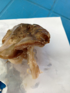 Гриб из Саки