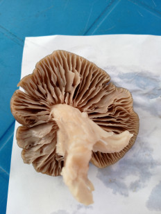 Гриб из Саки