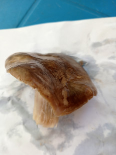 Гриб из Саки