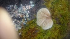 Гриб из Кинель, Самарской