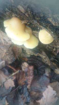 Гриб из Кинель, Самарской