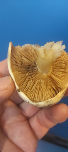 Гриб из Харьков