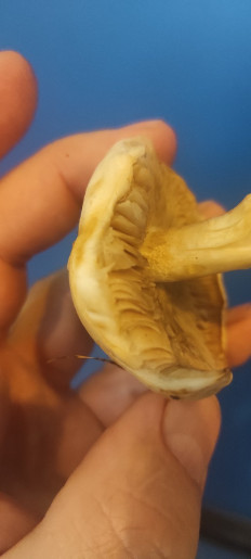 Гриб из Харьков