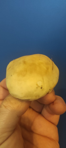 Гриб из Харьков