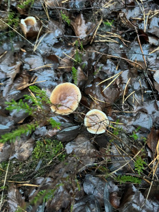 Гриб из курск