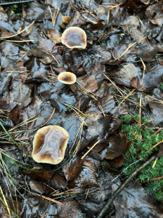 Гриб из курск