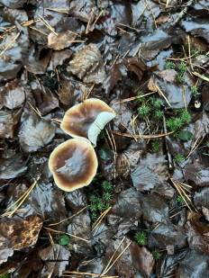 Гриб из курск