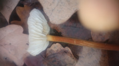 Гриб из Кинель, Самарской